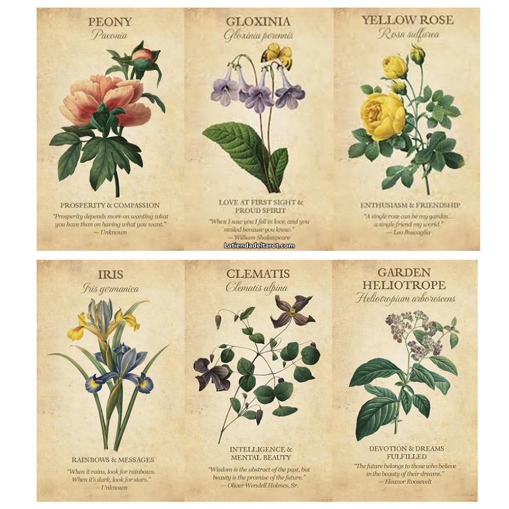 Botanical Inspiration Oracle c - đánh giá và giá Board Game Inspiration